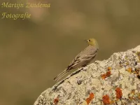 Smyrnagors [Emberiza cineracea]
